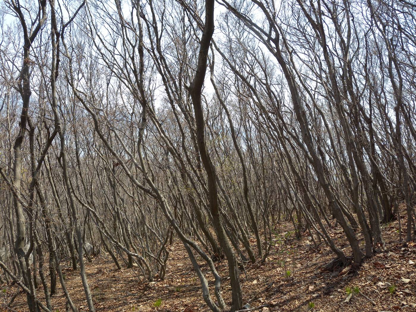 Carpinus turczaninovii image