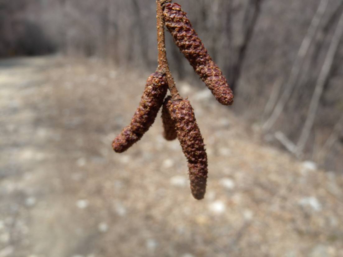 Betula schmidtii image