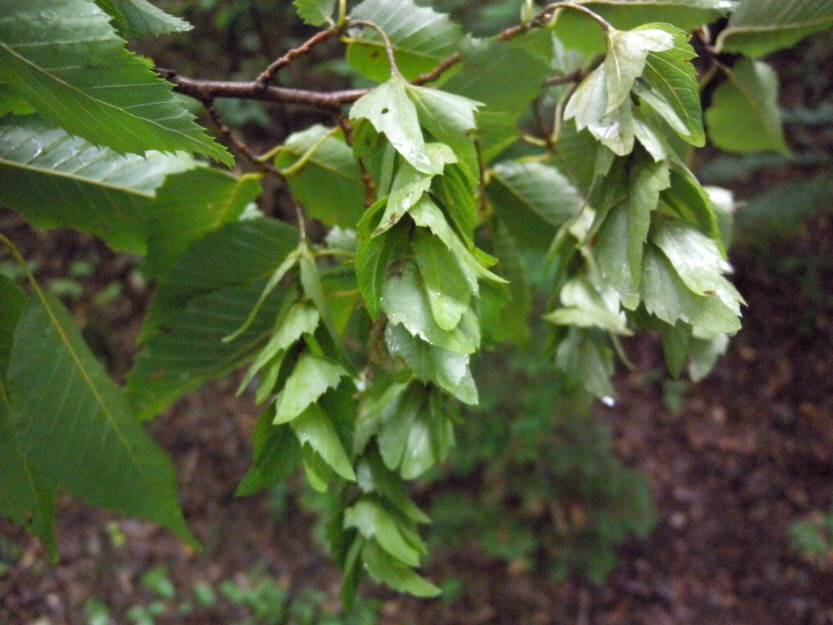 Carpinus tschonoskii image