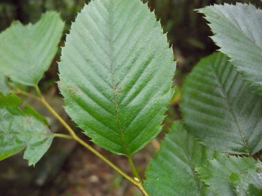 Carpinus tschonoskii image