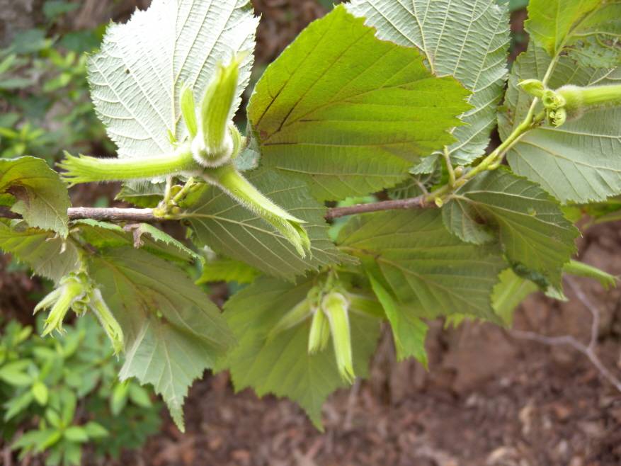 Corylus sieboldiana image