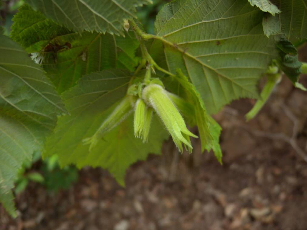 Corylus sieboldiana image