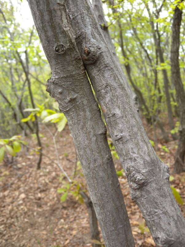 Carpinus turczaninovii image