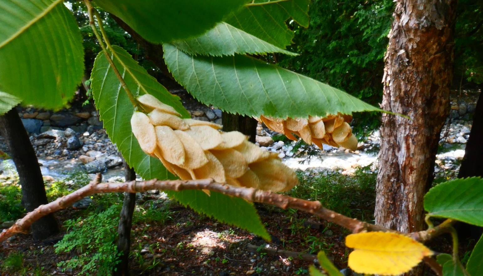 Ostrya japonica image