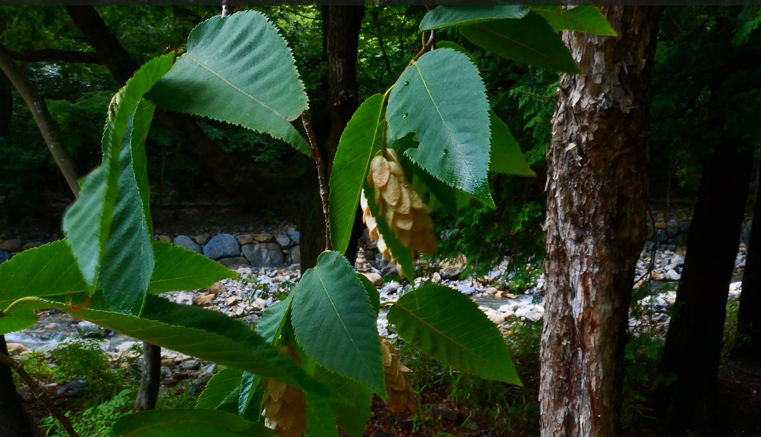 Ostrya japonica image