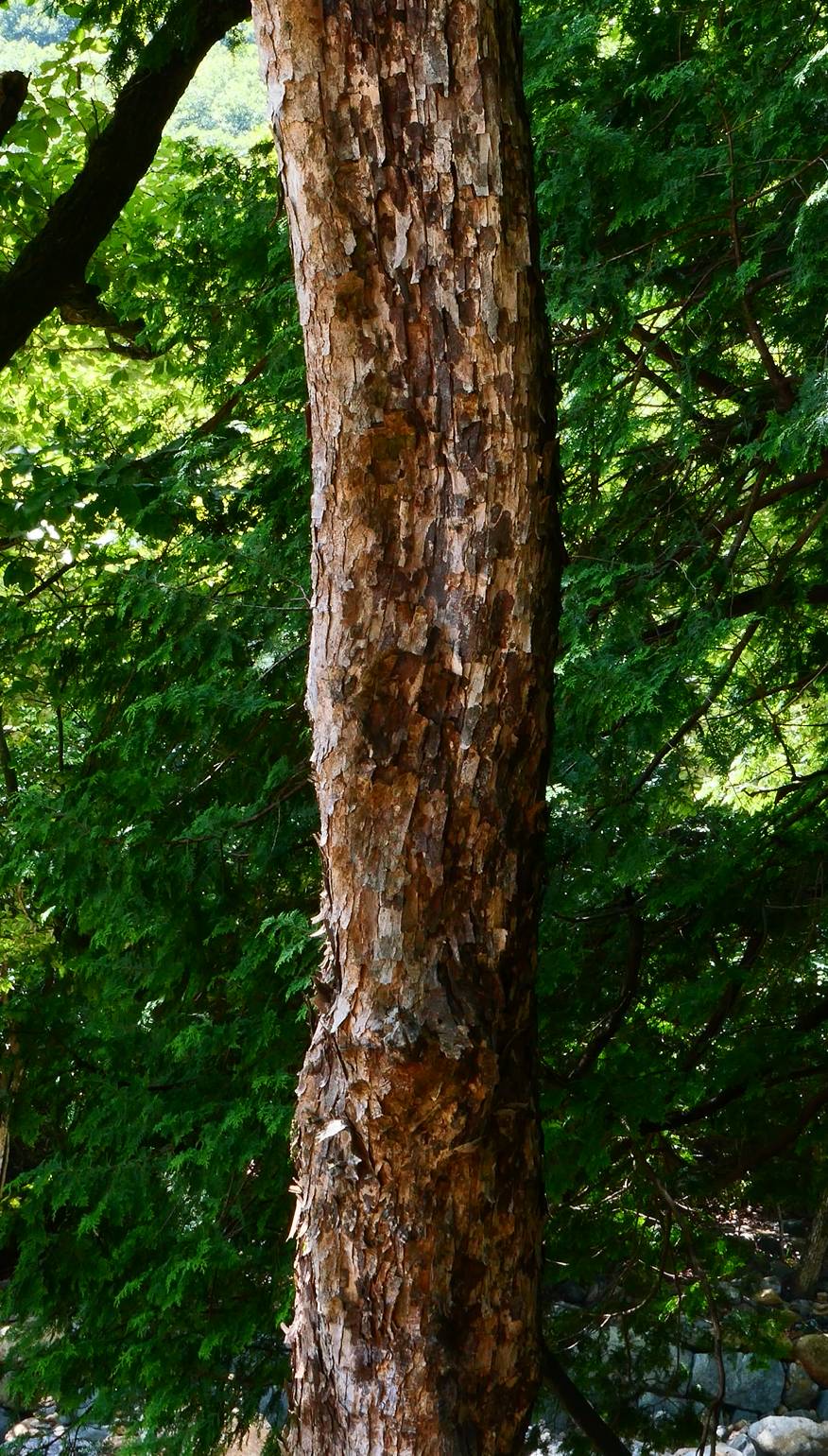 Ostrya japonica image