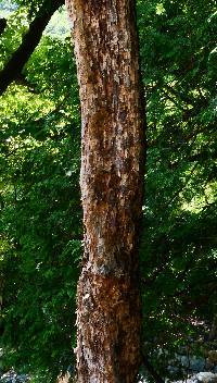 Ostrya japonica image