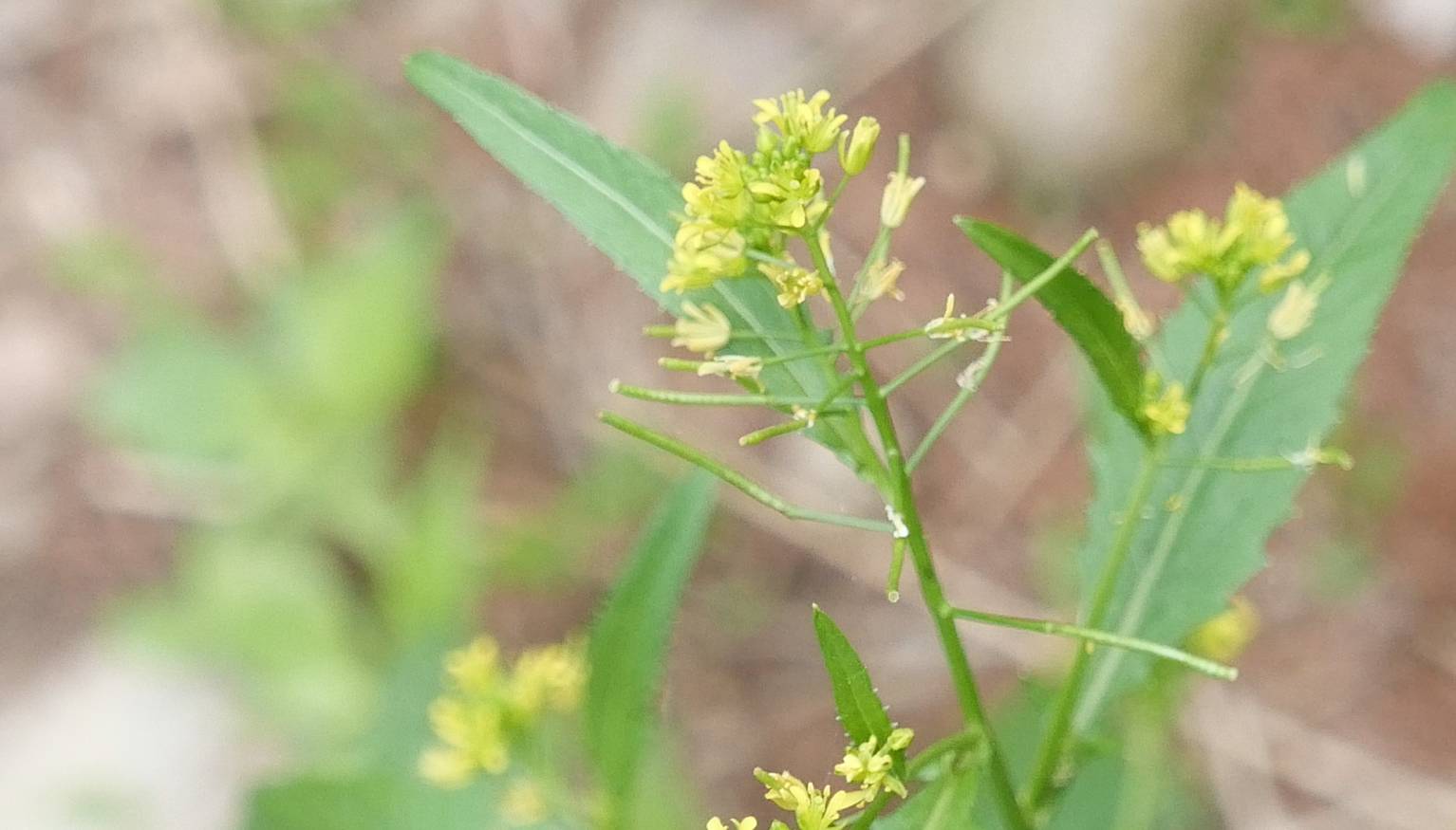 Rorippa indica image