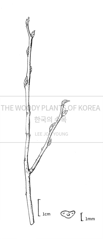 Aphananthe aspera image