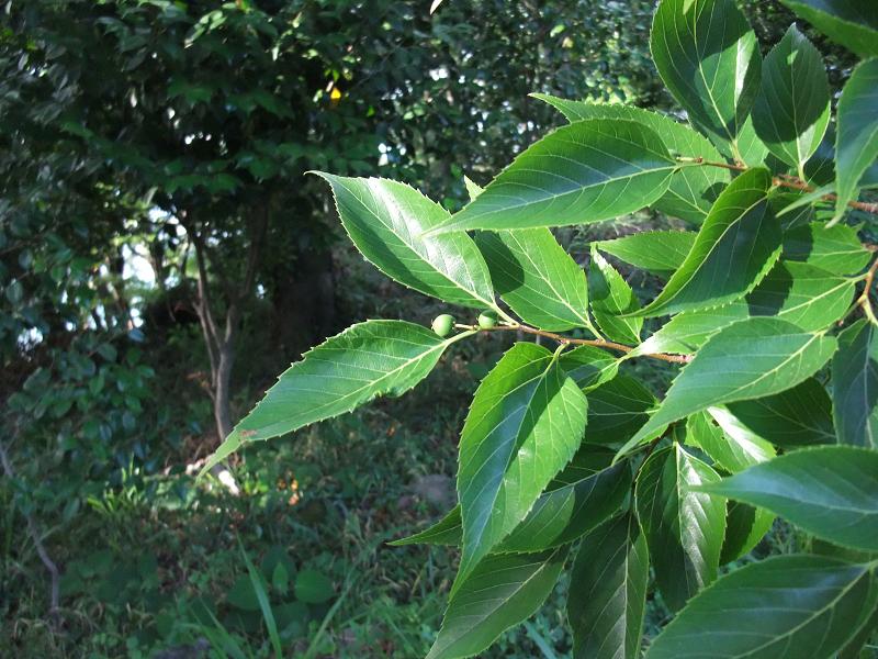 Aphananthe aspera image