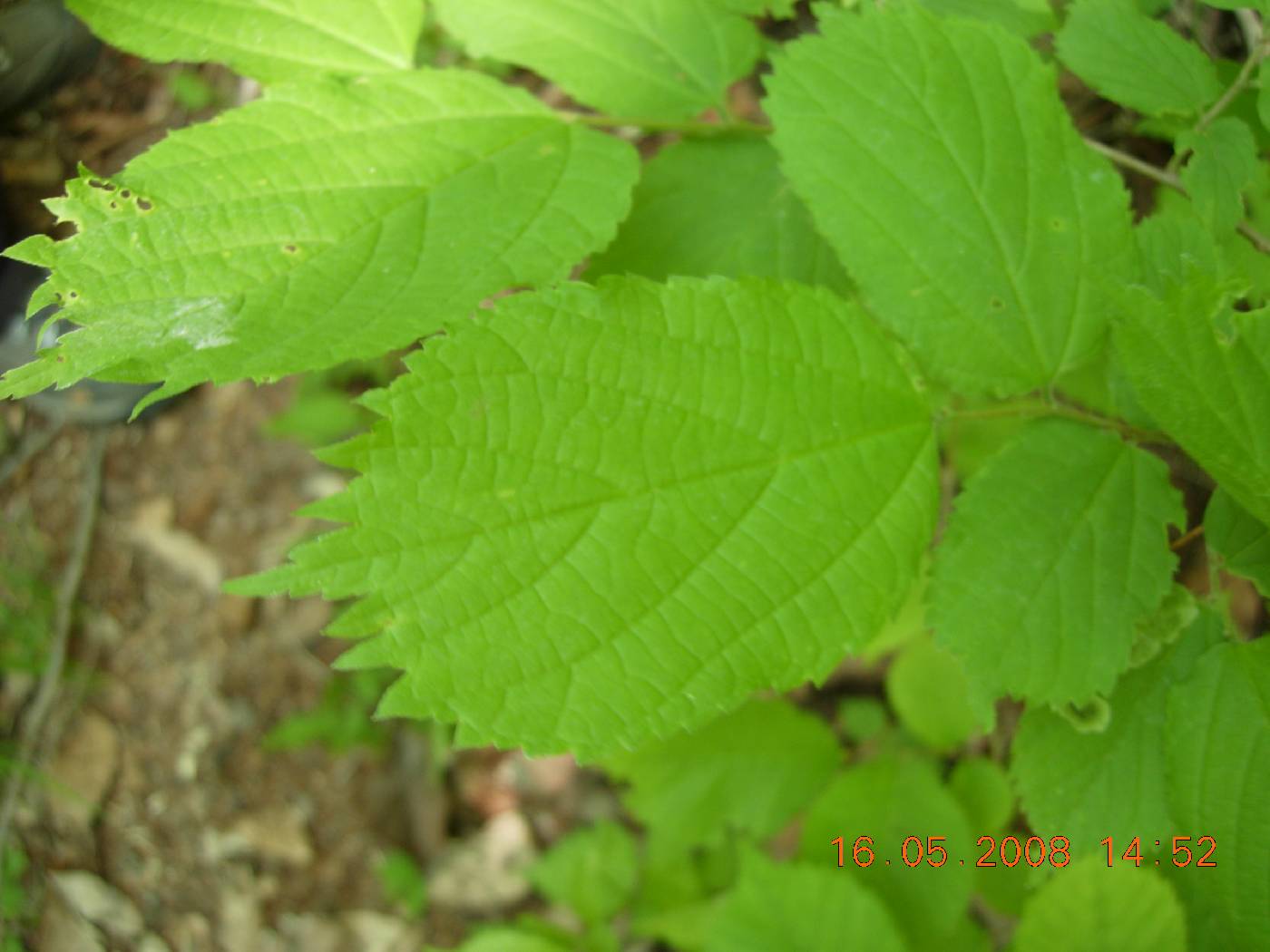 Celtis koraiensis image