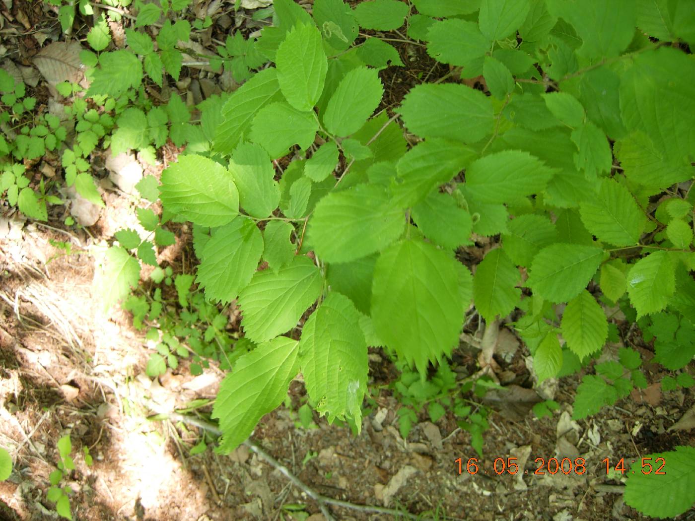 Celtis koraiensis image