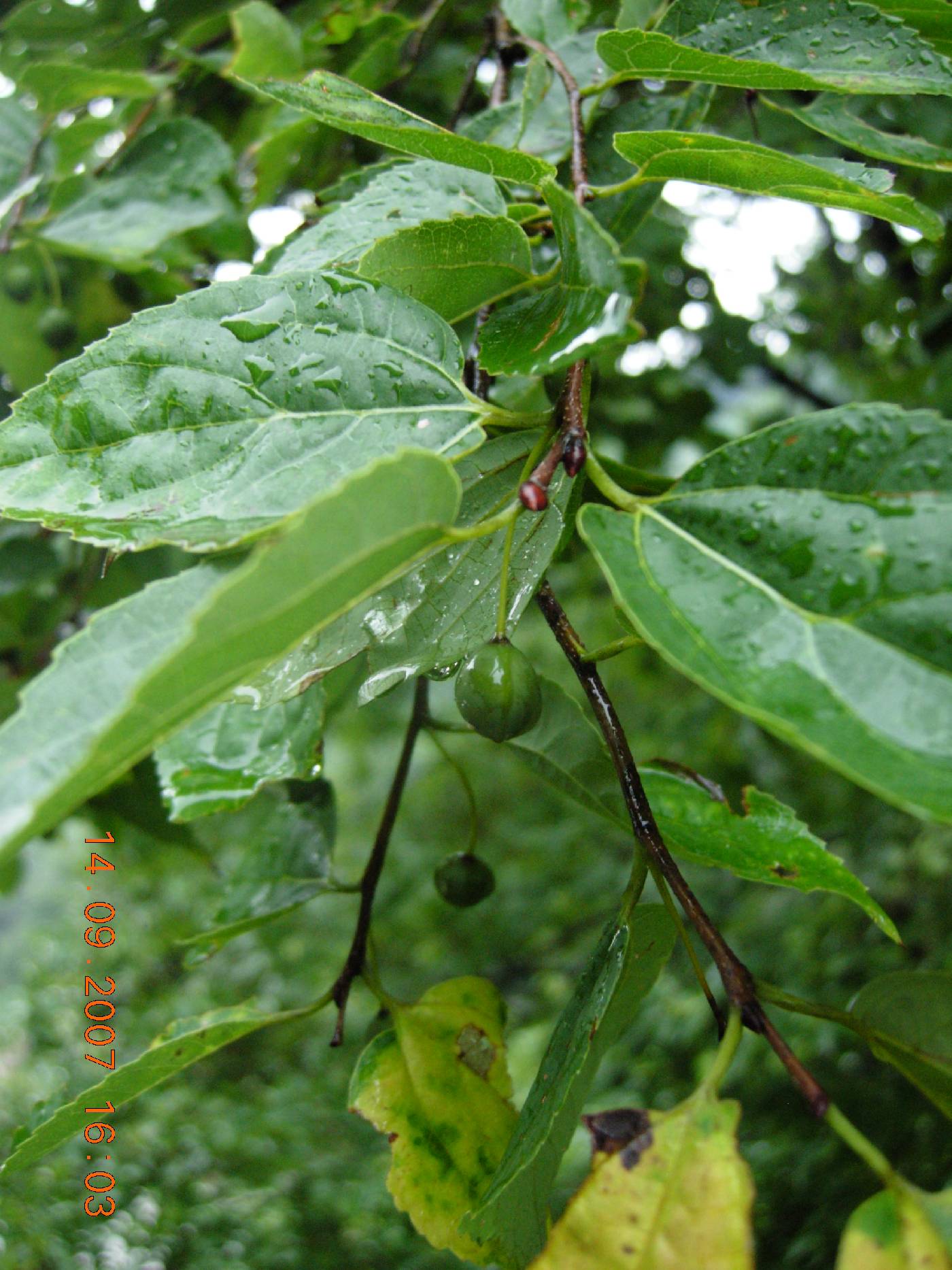 Celtis sinensis image