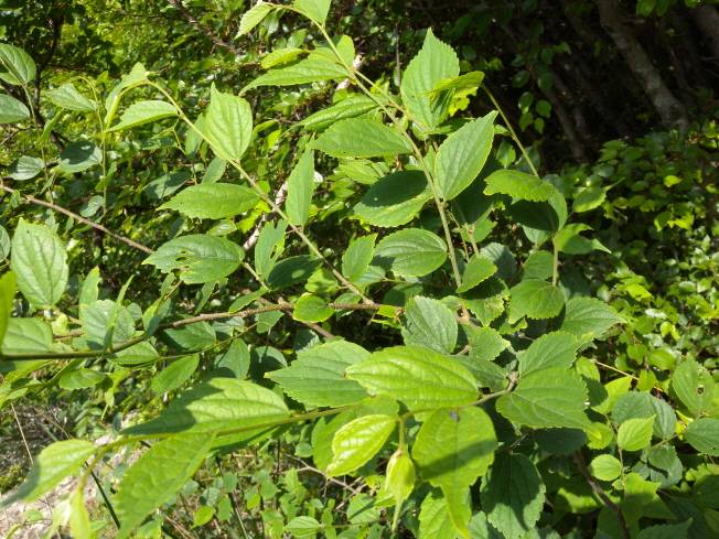 Celtis biondii image
