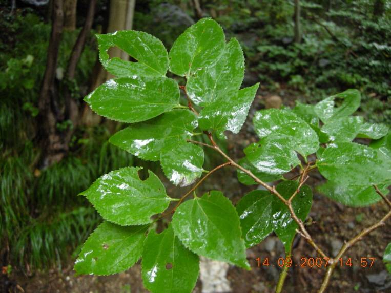 Celtis jessoensis image