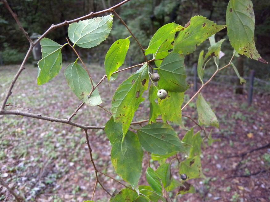 Celtis jessoensis image