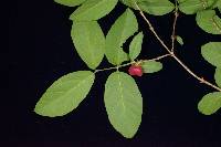 Lonicera harae image