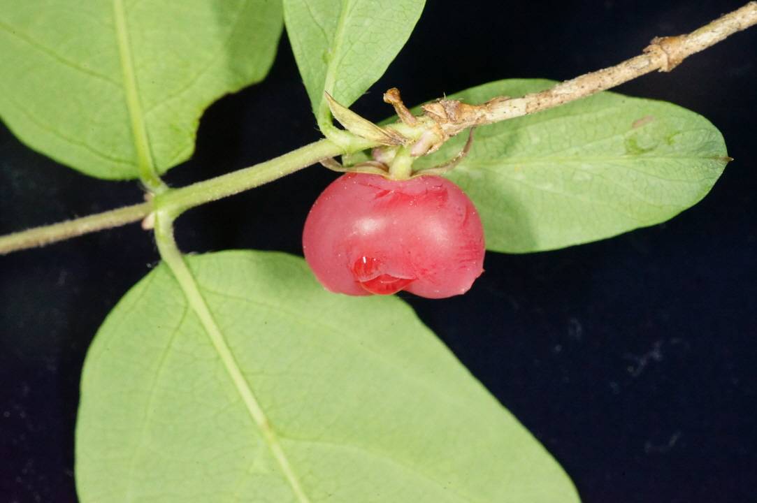 Lonicera harae image