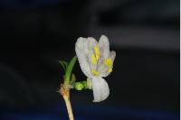 Image of Lonicera harae