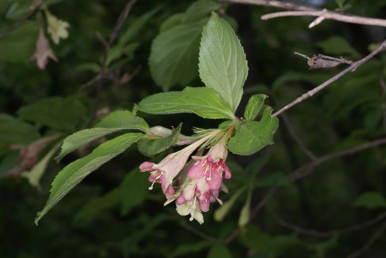 Weigela subsessilis image