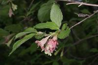 Weigela subsessilis image