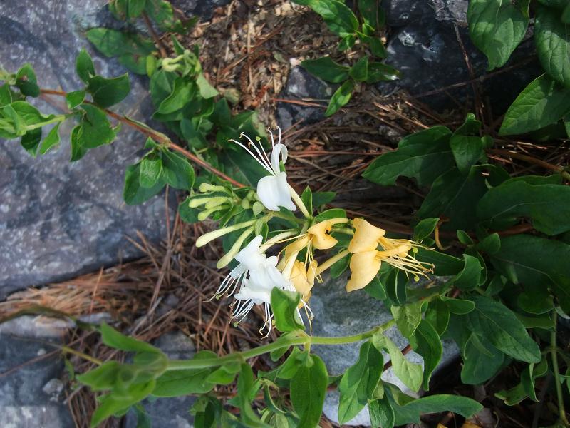 Lonicera japonica image