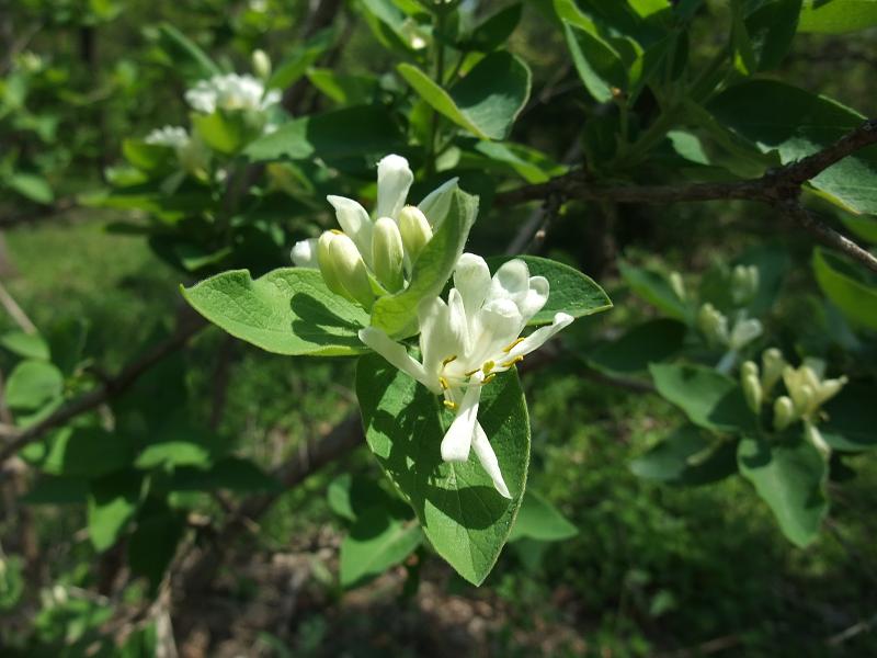Lonicera morrowii image