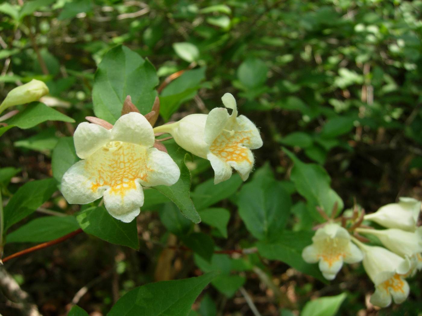 Diabelia spathulata image