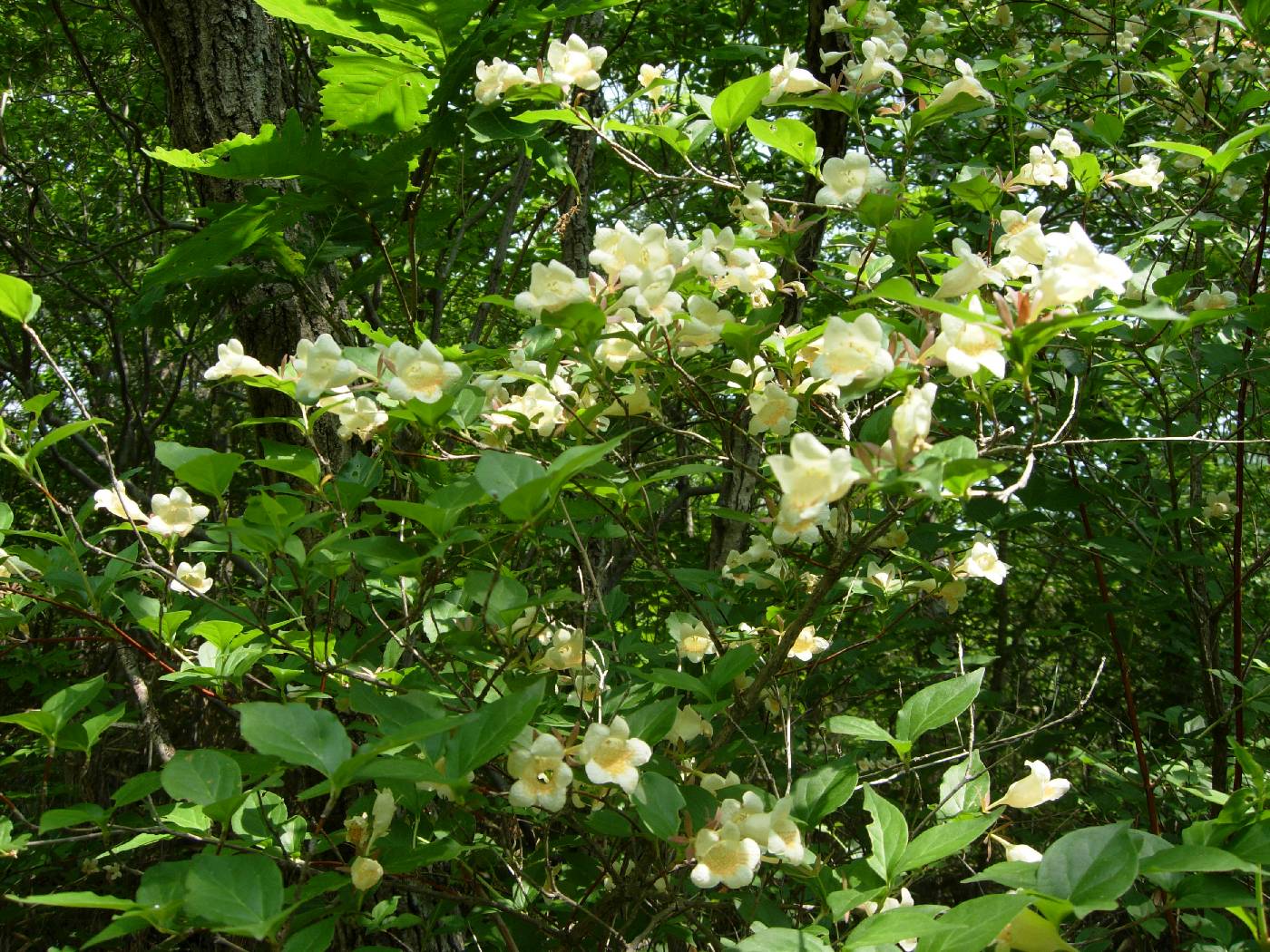 Diabelia spathulata image