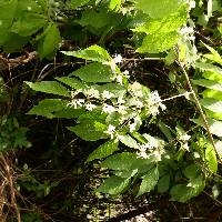 Lonicera maackii image