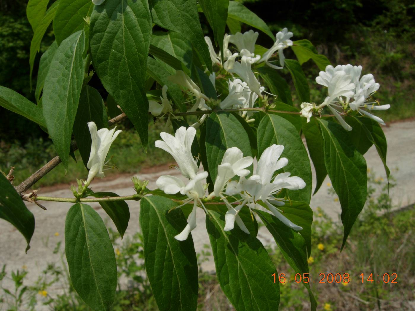 Lonicera maackii image
