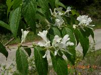 Lonicera maackii image