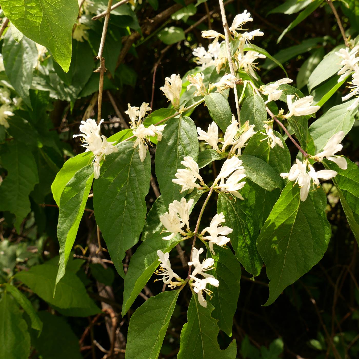 Lonicera maackii image