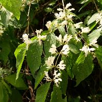 Lonicera maackii image