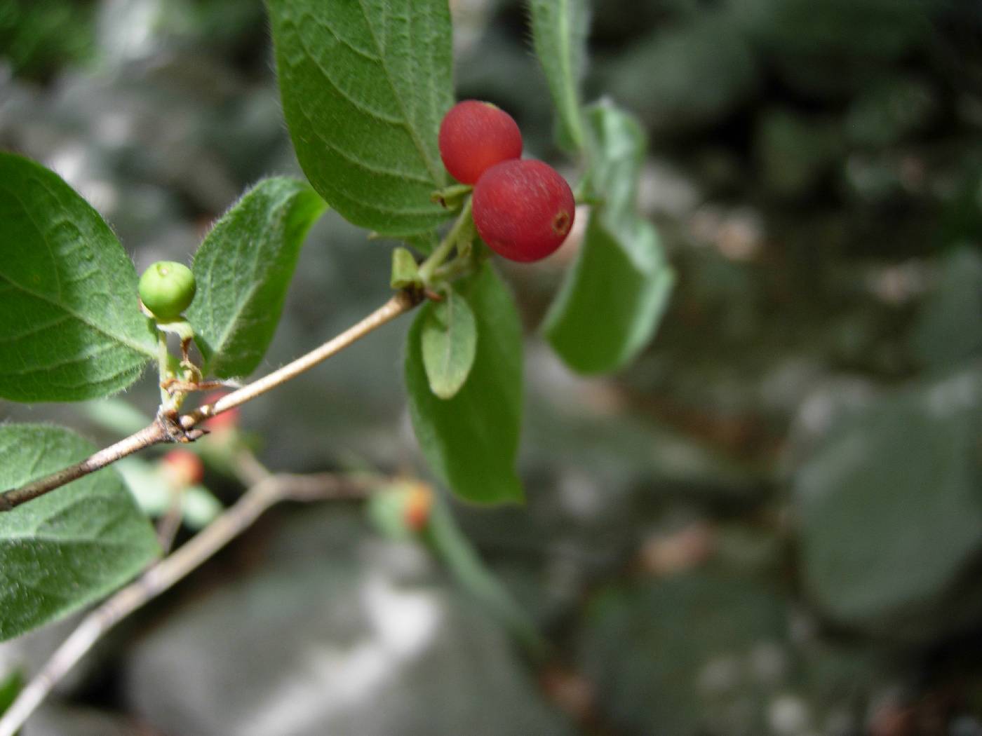 Lonicera praeflorens image