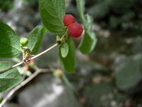 Lonicera praeflorens image