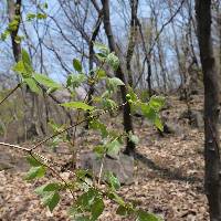 Lonicera praeflorens image