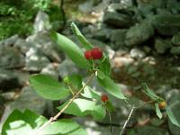 Lonicera praeflorens image