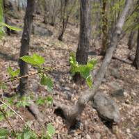 Lonicera praeflorens image