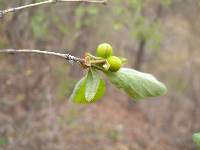 Lonicera praeflorens image