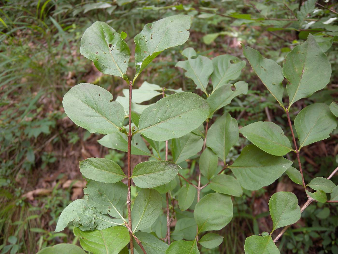 Lonicera subsessilis image