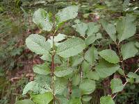 Lonicera subsessilis image