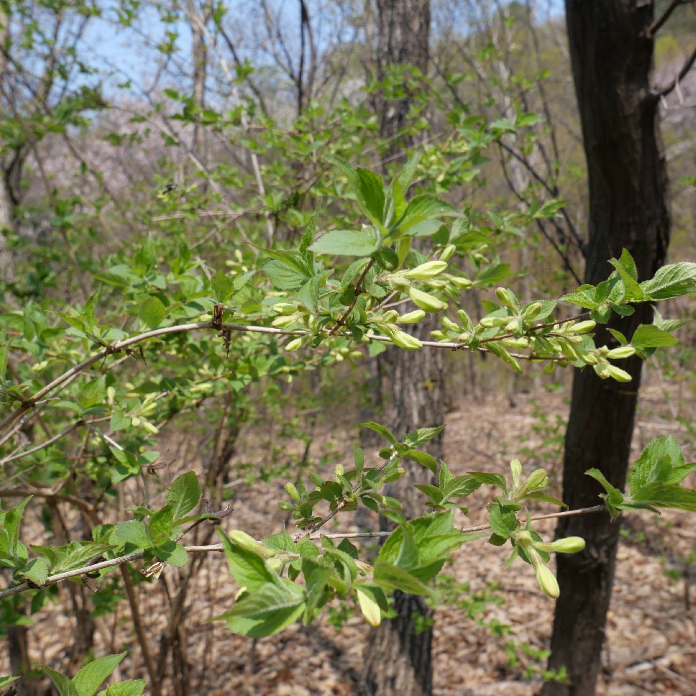 Weigela subsessilis image