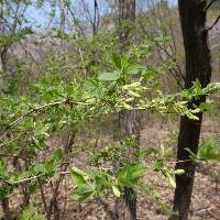 Image of Weigela subsessilis