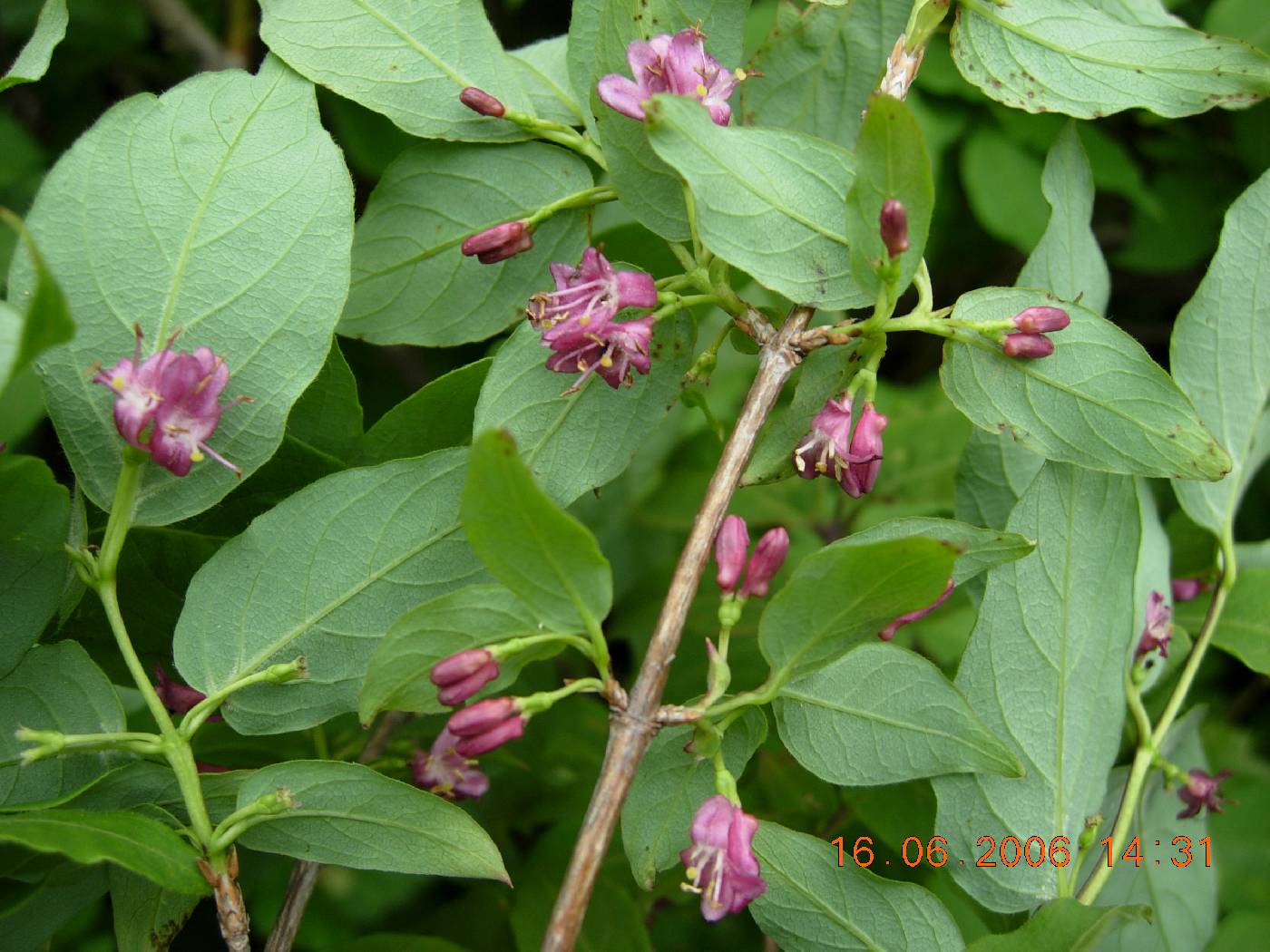 Lonicera maximowiczii image