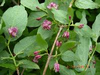 Image of Lonicera maximowiczii