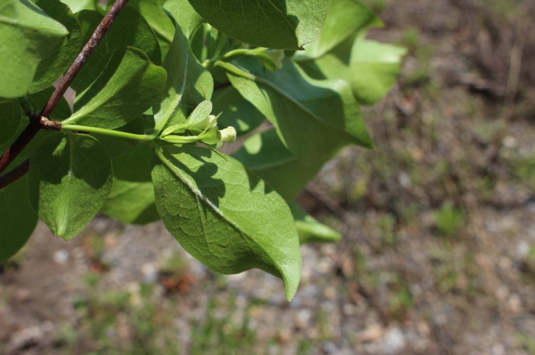 Zabelia dielsii image