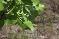 Zabelia dielsii image