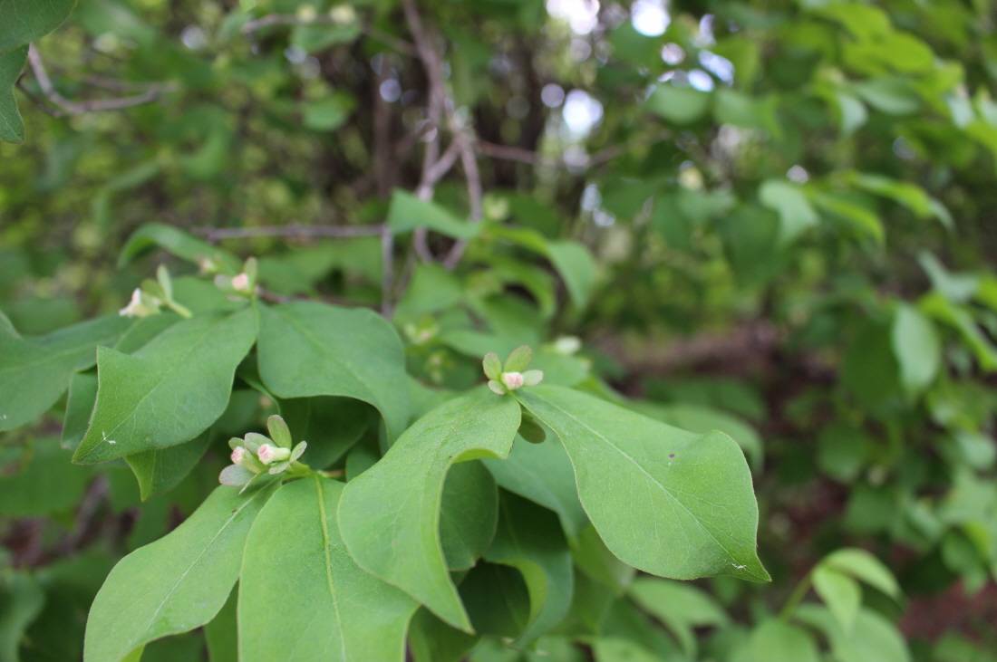 Zabelia dielsii image