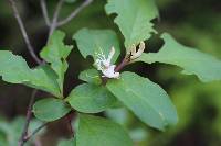 Lonicera subsessilis image